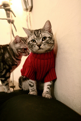 开云中国-体育教育与科技融合论坛在京召开，体育教育与科技融合论坛在京召开时间