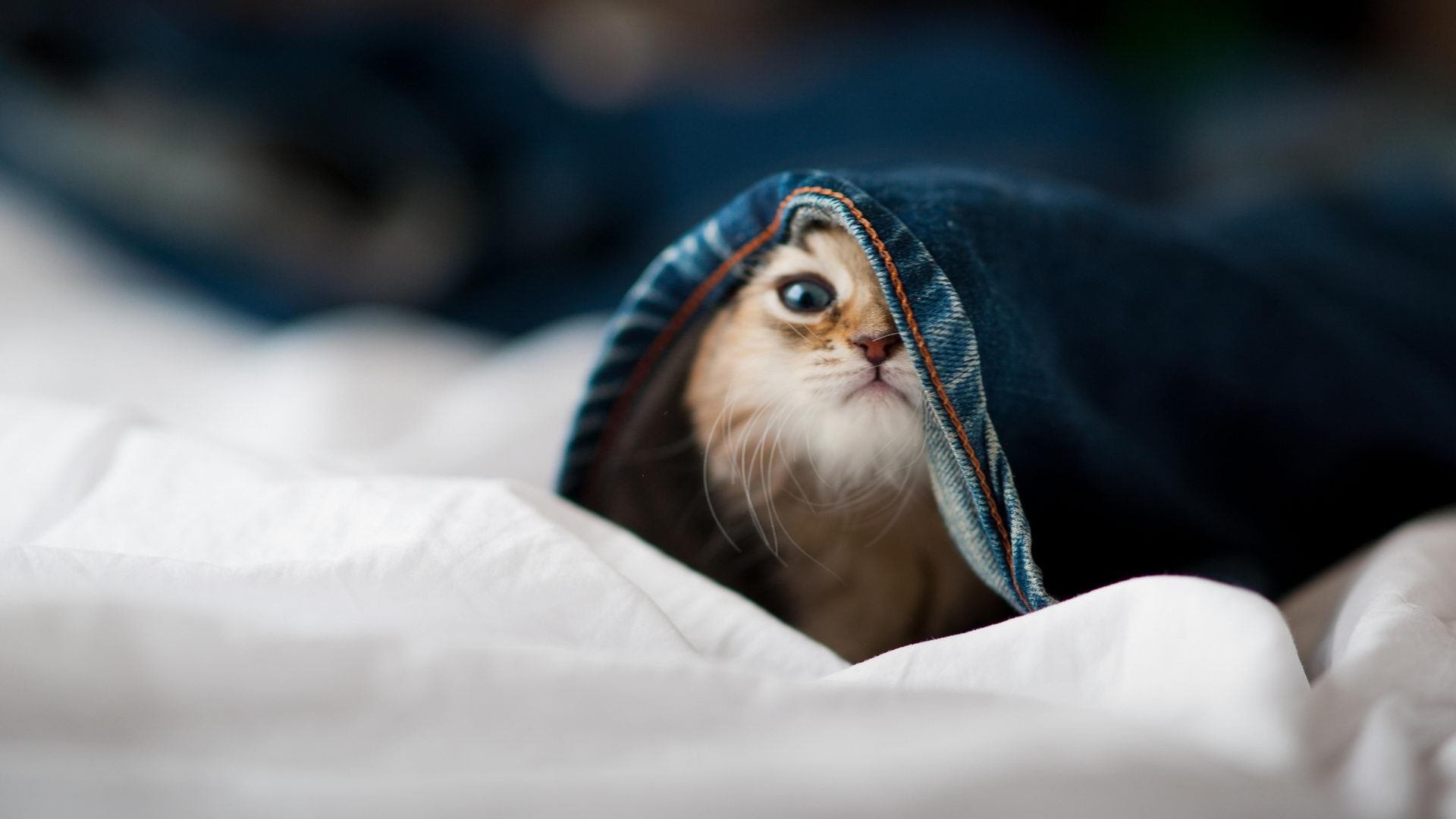 德国队教练:目标锁定前八,德国队教练团队