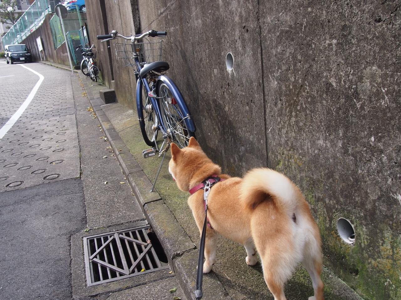 KAIYUNAPP-新加坡乒乓球公开赛火热开赛，精彩不断，新加坡 乒乓