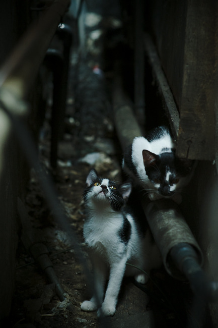 男子蝶泳选手划水对称性评分达满分，蝶泳划水时机