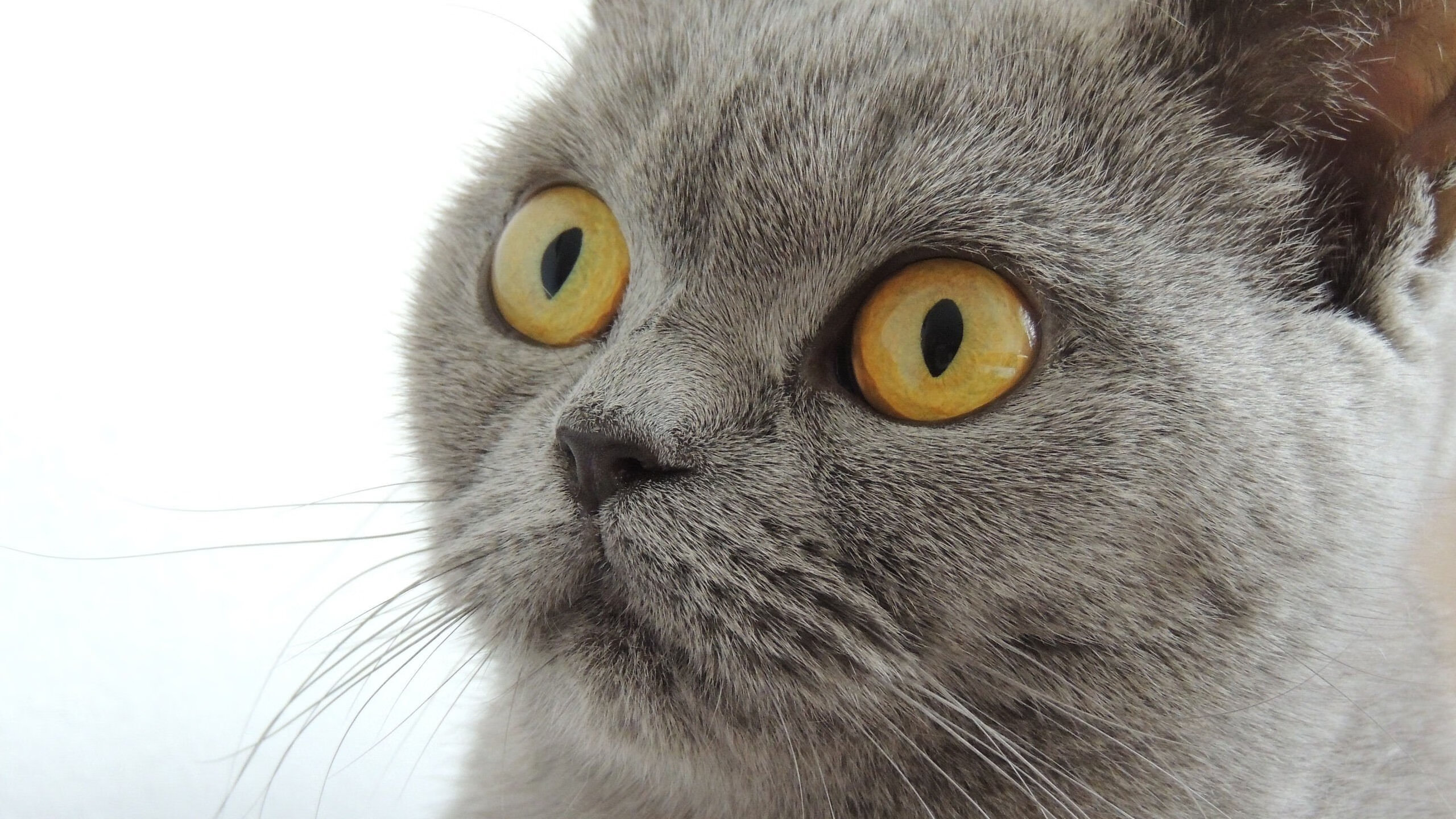 CBA新增官方数据合作伙伴加强联赛数据挖掘，cba数据网