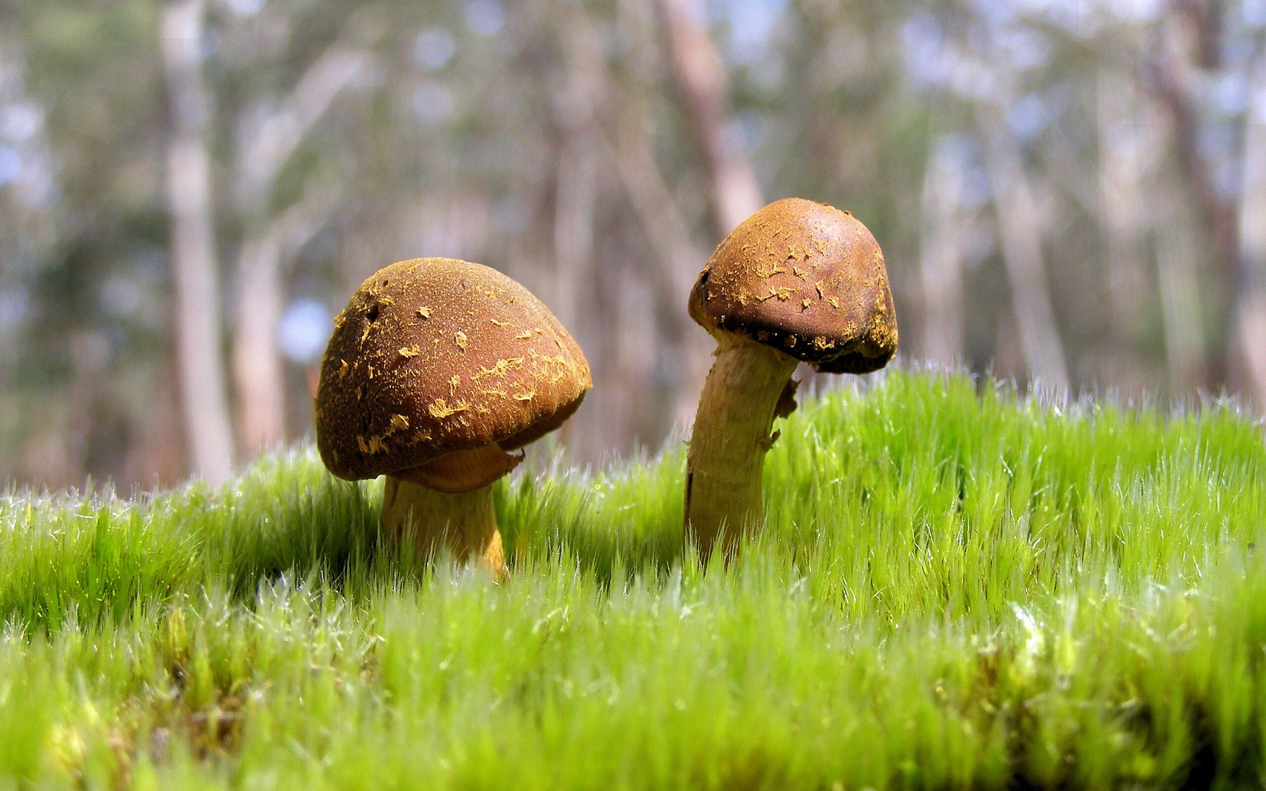 “阿根廷美洲狮队:强攻与防守的完美平衡”