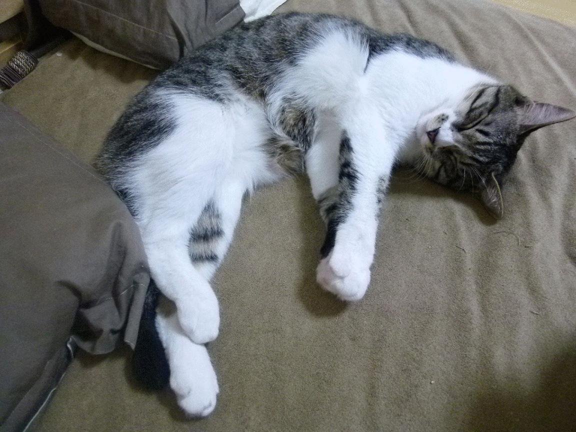 Kaiyun APP-中国女排青年队击败世界强队，中国青年女排联赛