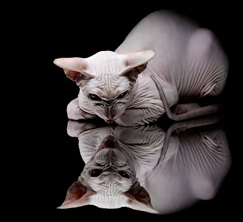 法甲球员的国际比赛经验积累,法甲队员